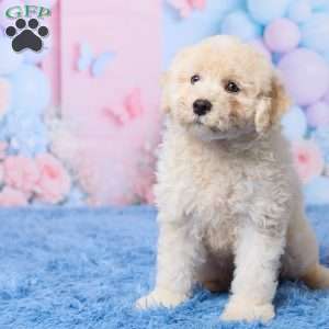 Ace, Mini Aussiedoodle Puppy